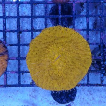 Fungia metallic orange (46819)