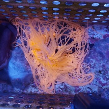 Cerianthus metallic orange (48883)