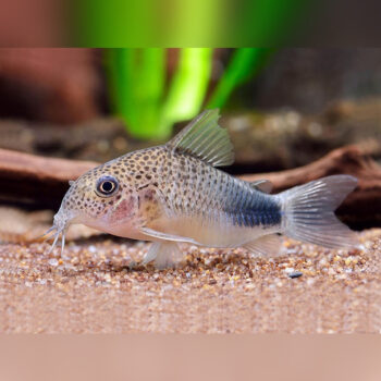 Corydoras similis- Smudge Spot Cory 2cm