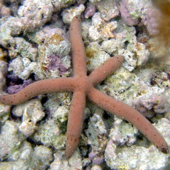 Linckia Sp. - Red Batik Linckia Starfish