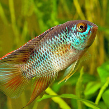 Nannacara anomala-Golden Dwarf Cichlid 3cm