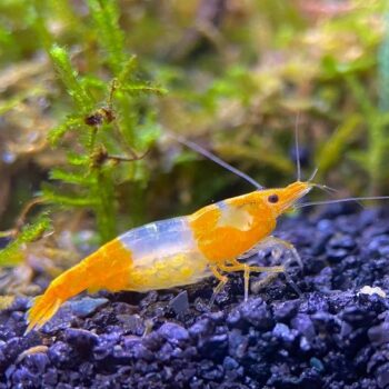 Neocaridina sp.- Orange Rili Shrimp