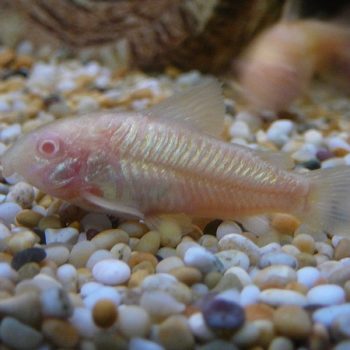 Corydoras aeneus - Albino Cory L