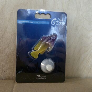 AD Glowing Gramma Loreto Yellow+Purple