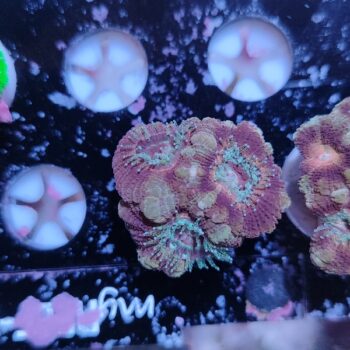 Acanthastrea lordhowensis 60