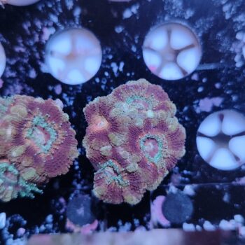 Acanthastrea lordhowensis 53