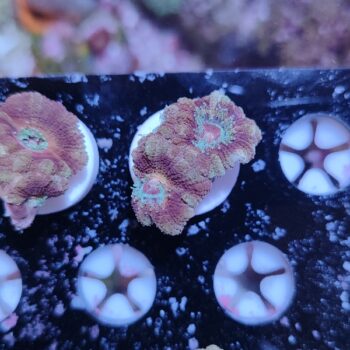 Acanthastrea lordhowensis 40