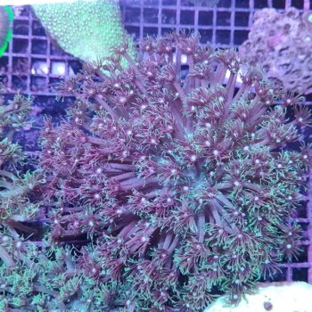 Goniopora A74 (47239)