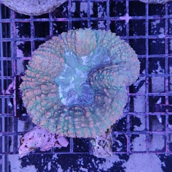 Lobophyllia N1 (50436)
