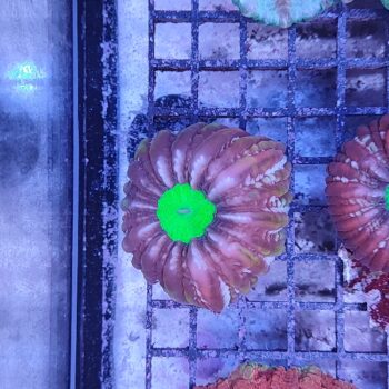 Cynarina lacrymalis (47327)