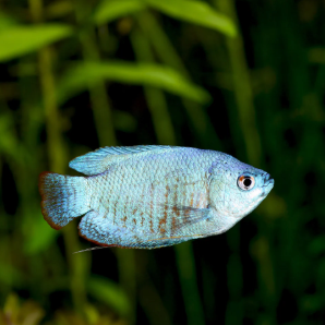 Trichogaster lalius- Blue Dwarf Gourami 4-5 cm