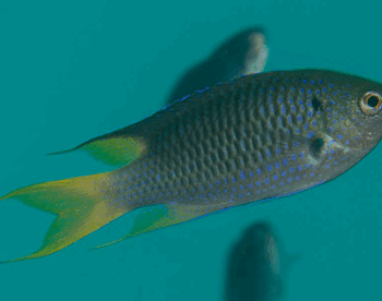 Neopomacentrus azyrson- Yellowtail Demoiselle