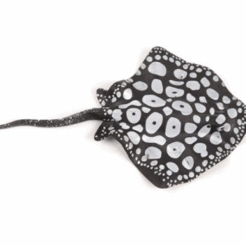 AD Glowing Sting Ray Type3 Black