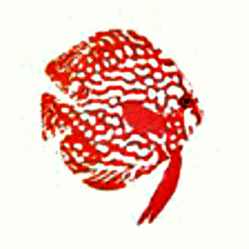 AD Glowing Discus type93 Pigeon Blood