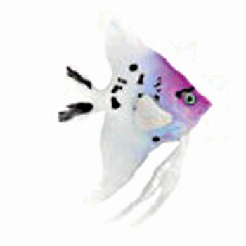 AD Glowing Scalare Type108 assorted