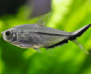 Moenkhausia costae- Black Line Tail Tetra s/m