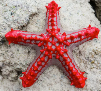 Protoreaster linckii- Red Rare Crimson starfish