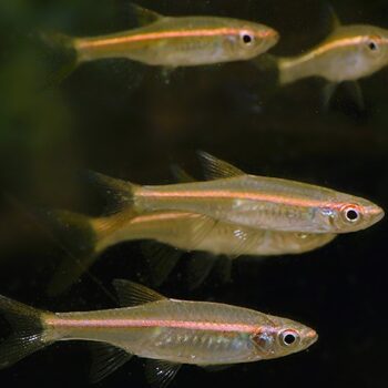 Trigonopoma pauciperforatum- Redline Rasbora 3cm