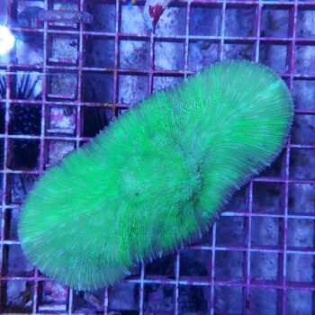 Halomitra sp. (46951)