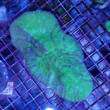 Halomitra sp. (46951)