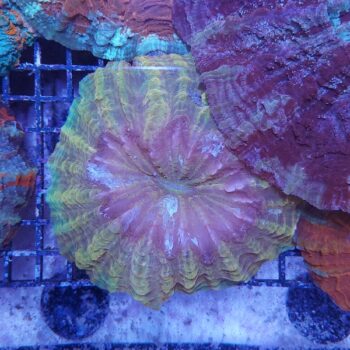 Acanthophyllia deshayesiana (37758)