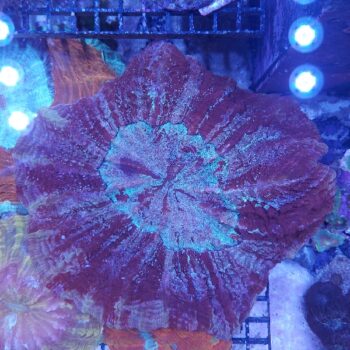 Acanthophyllia deshayesiana (41308)