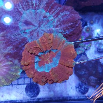 Acanthophyllia deshayesiana (37758)