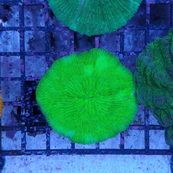 Fungia metallic green (46817)