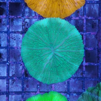 Fungia green (46817)
