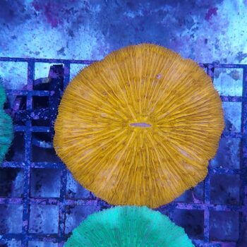 Fungia metallic orange (46819)