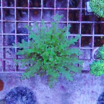 Euphyllia paradivisa N97