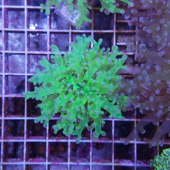 Euphyllia paradivisa E49