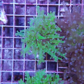 Euphyllia paradivisa A534