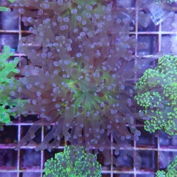 Euphyllia paradivisa 23