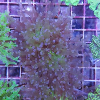 Euphyllia paradivisa A575