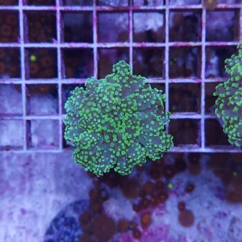 Euphyllia paradivisa A545