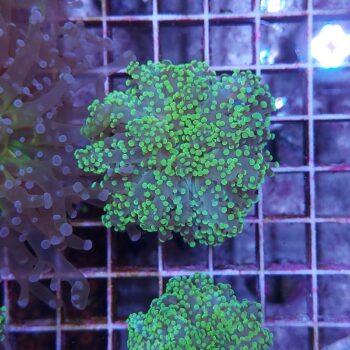 Euphyllia paradivisa G84