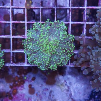 Euphyllia paradivisa B574