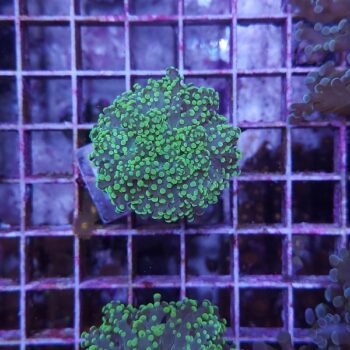 Euphyllia paradivisa F06