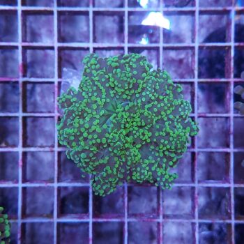 Euphyllia paradivisa B558