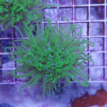 Euphyllia glabrescens N9