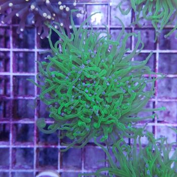 Euphyllia glabrescens N5