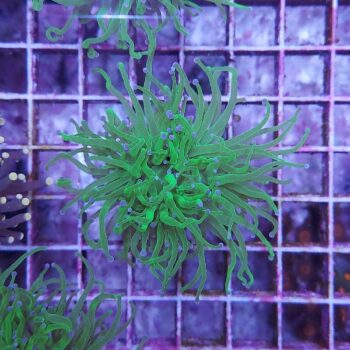 Euphyllia glabrescens N59