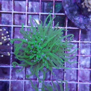 Euphyllia glabrescens N60