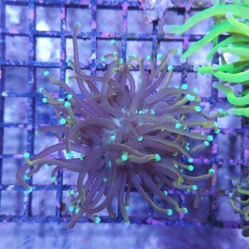 Euphyllia glabrescens A568