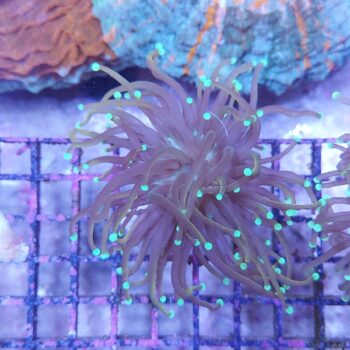 Euphyllia glabrescens 55