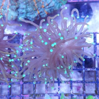 Euphyllia glabrescens A521