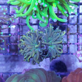 Euphyllia glabrescens N4