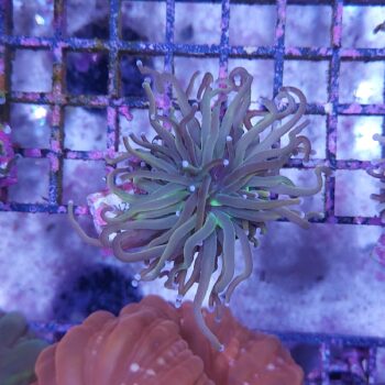 Euphyllia glabrescens N24