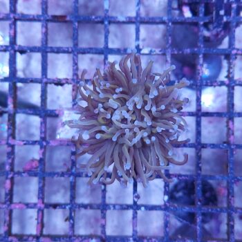 Euphyllia glabrescens A507